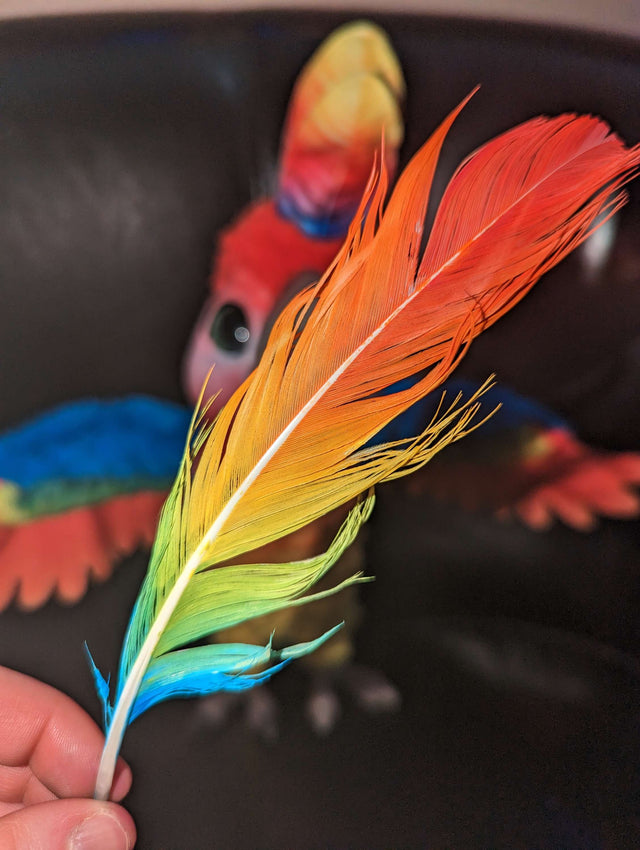 Biscuit feather (quill variant available)