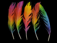Biscuit Feather